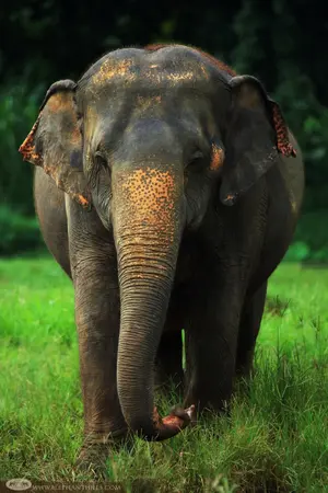 Thai Elephant — ranked #9