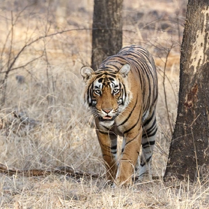 Tiger — ranked #2