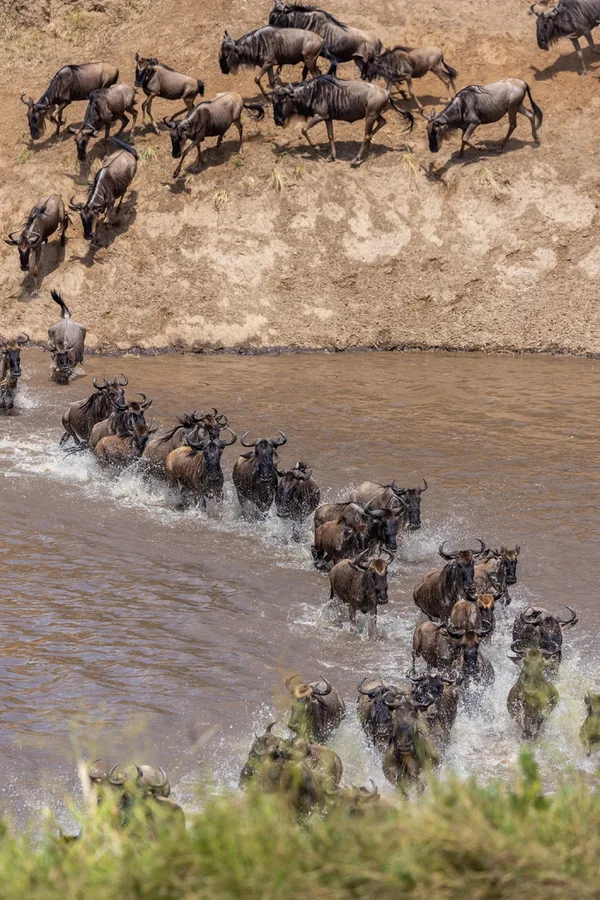 Serengeti - ranking option ranked #14