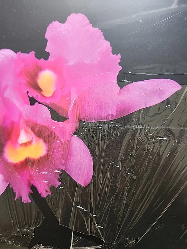 Orchid - ranking option ranked #10