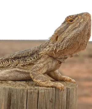 Bearded Dragon — ranked #9