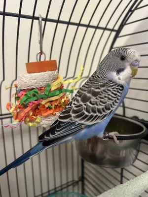 Budgerigar — ranked #7