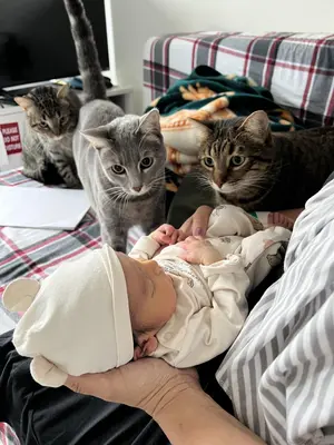 Cat — ranked #2