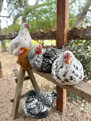 Chicken — ranked #10