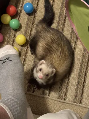Ferret — ranked #13