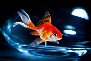 Goldfish — ranked #5