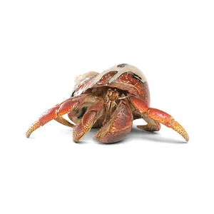 Hermit Crab — ranked #14