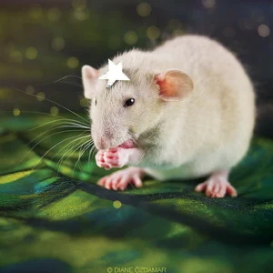 Rat — ranked #8