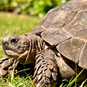 Tortoise — ranked #12