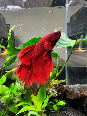 Betta Fish — ranked #3