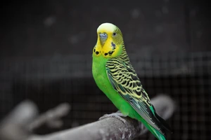 Budgerigar — ranked #4