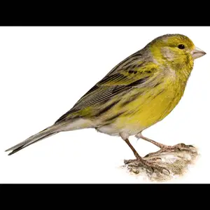 Canary — ranked #11