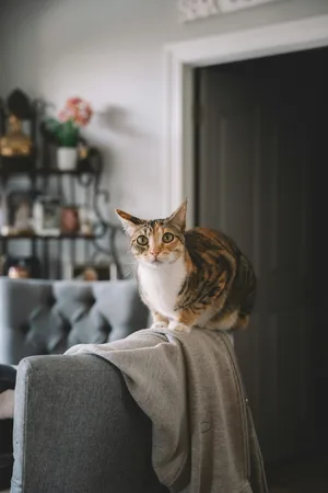 Cat — ranked #1