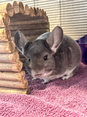 Chinchilla — ranked #14