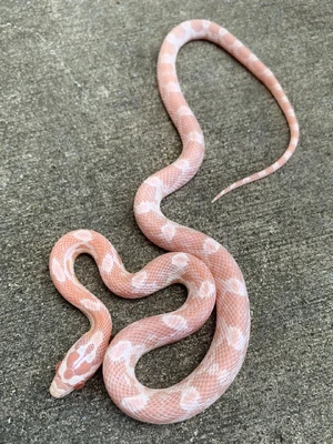 Corn Snake — ranked #13