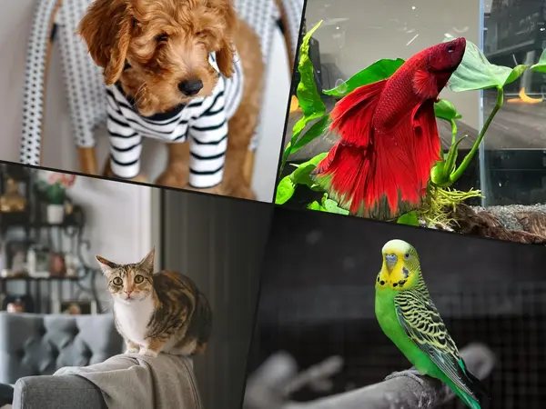 What is the best pet for a small apartment?