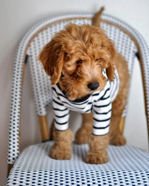 Dog — ranked #2