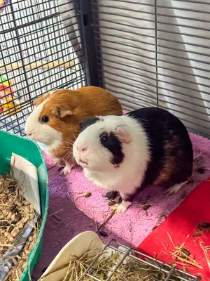 Guinea Pig — ranked #6