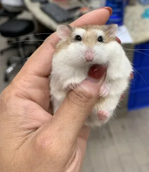 Hamster — ranked #5