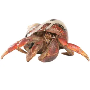 Hermit Crab — ranked #12