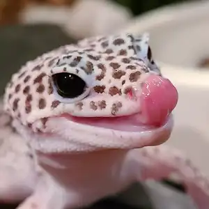 Leopard Gecko — ranked #8