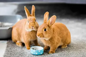 Rabbit — ranked #7