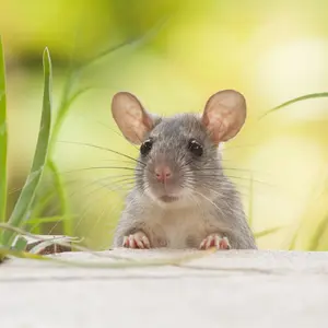 Rat — ranked #9
