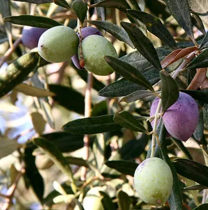 Black Olives — ranked #7