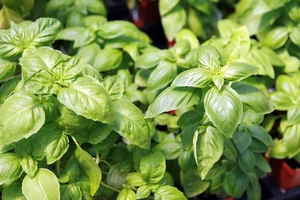 Fresh Basil — ranked #4