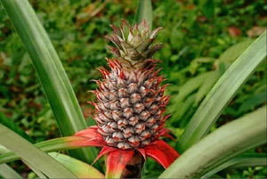 Pineapple — ranked #5