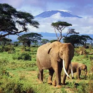 African Elephant — ranked #2