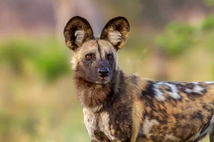 African Wild Dog — ranked #11