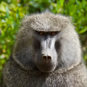 Baboon — ranked #14