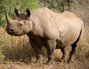 Black Rhino — ranked #4