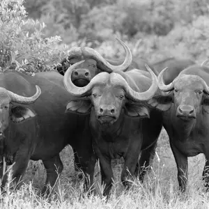 Cape Buffalo — ranked #5