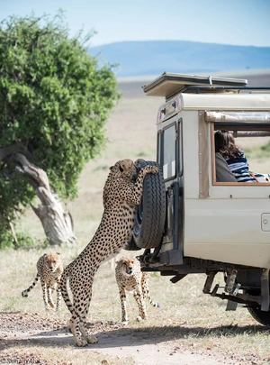 Cheetah — ranked #7