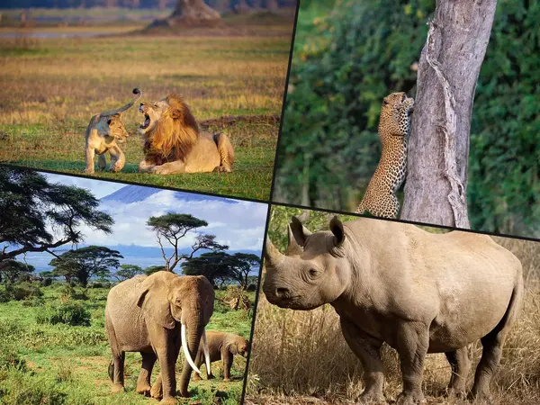 What is the best safari animal?