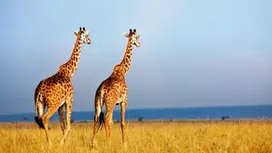 Giraffe — ranked #6