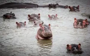 Hippopotamus — ranked #9