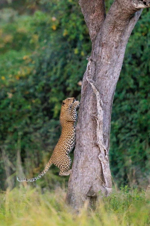 Leopard — ranked #3