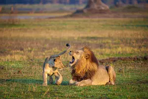 Lion — ranked #1