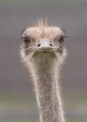 Ostrich — ranked #13