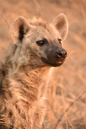 Spotted Hyena — ranked #12