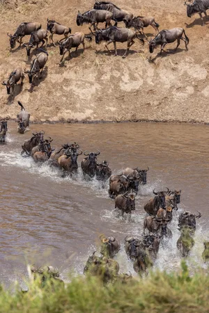 Wildebeest — ranked #10