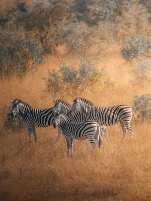 Zebra — ranked #8