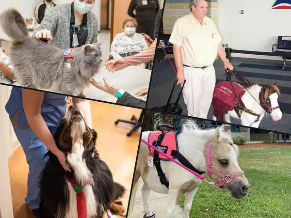 What is the best therapy animal?