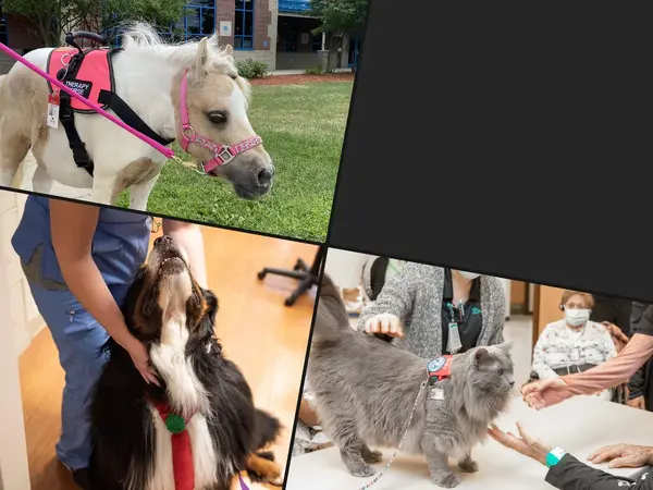 What is the best therapy animal?