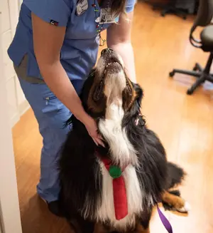 Dog — ranked #1