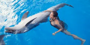 Dolphin — ranked #10