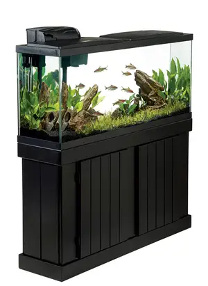 Fish — ranked #13